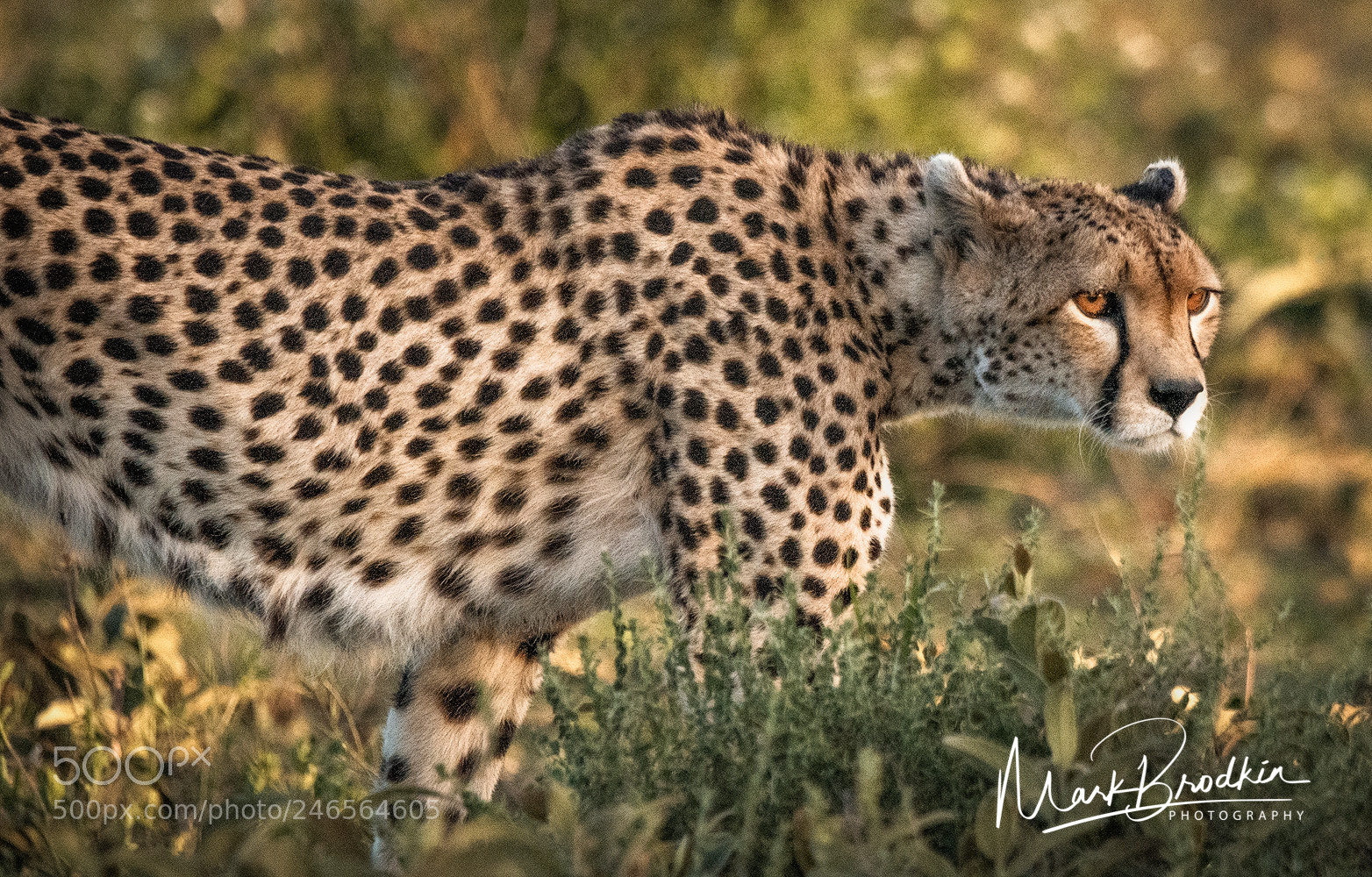Nikon D850 sample photo. On the prowl photography
