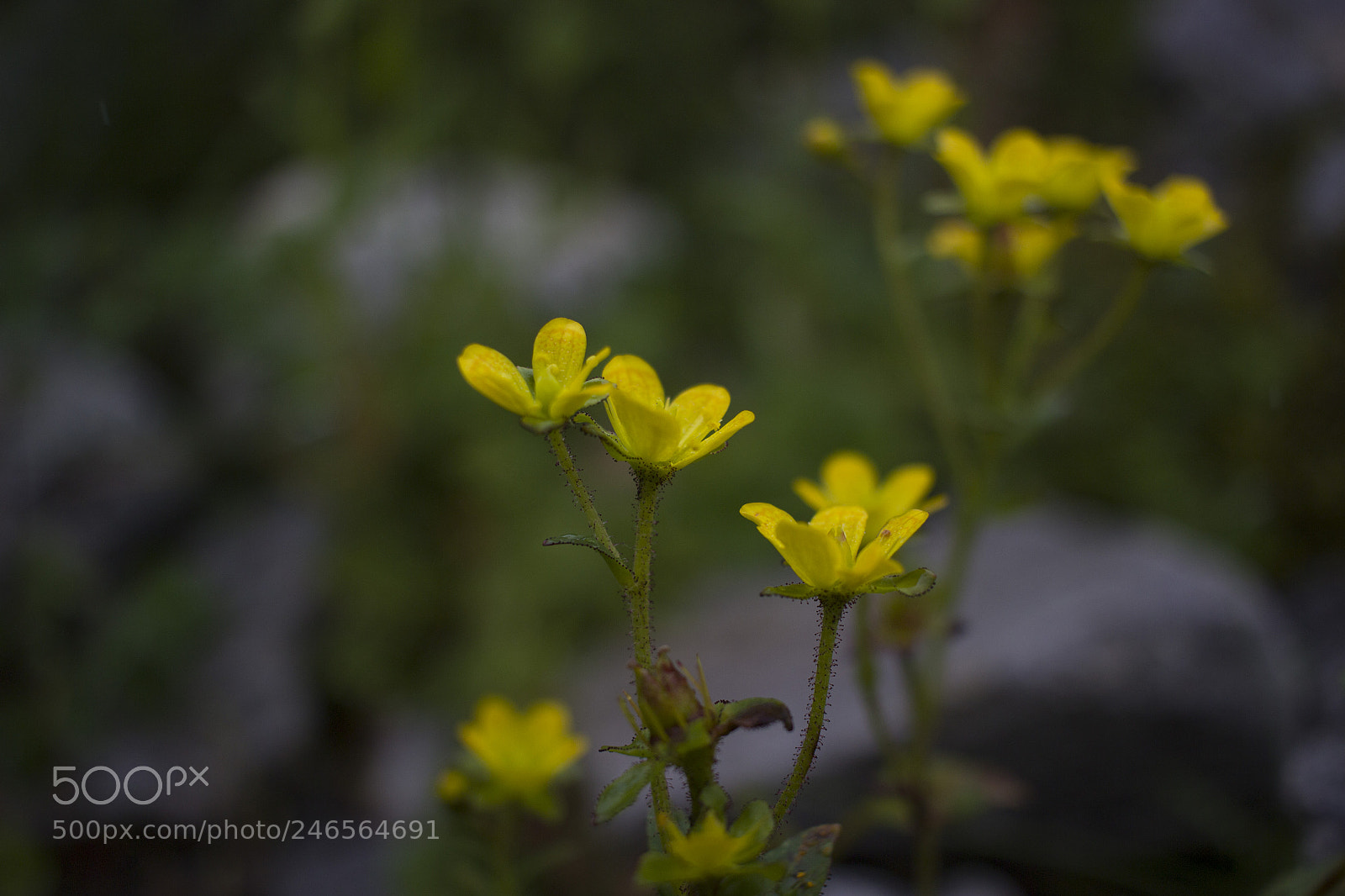 Canon EOS 600D (Rebel EOS T3i / EOS Kiss X5) sample photo. Beautiful yellow photography