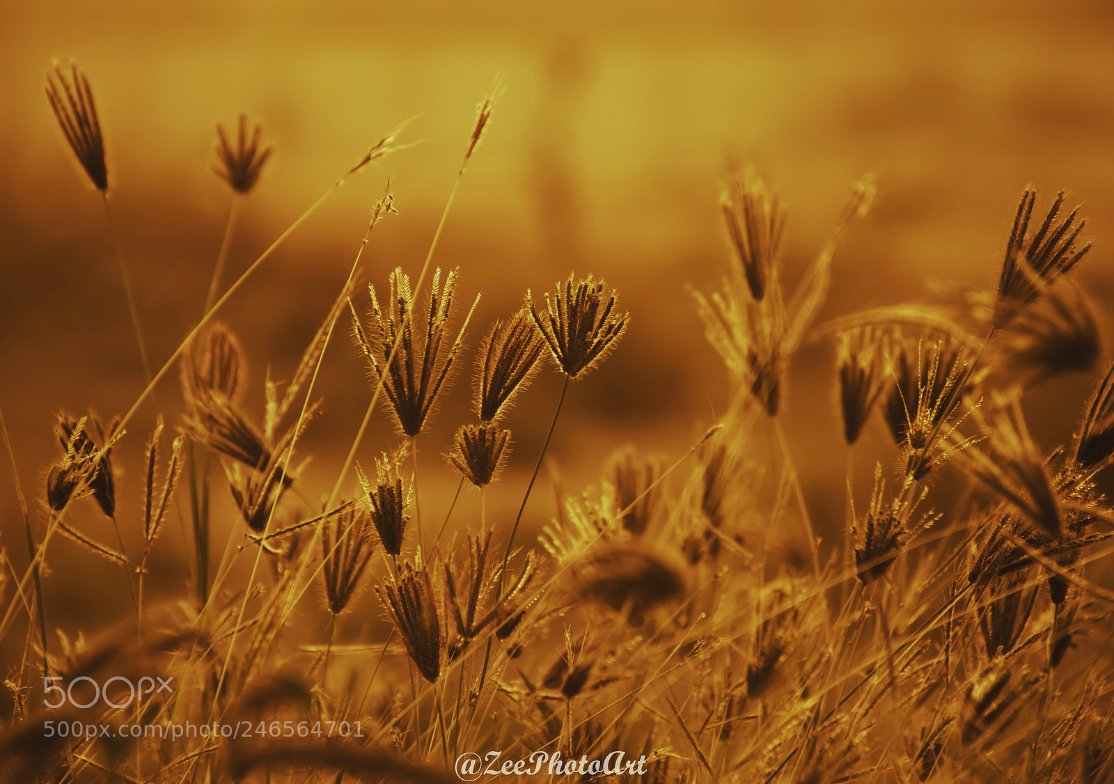 Nikon D5100 sample photo. The wild bunch photography
