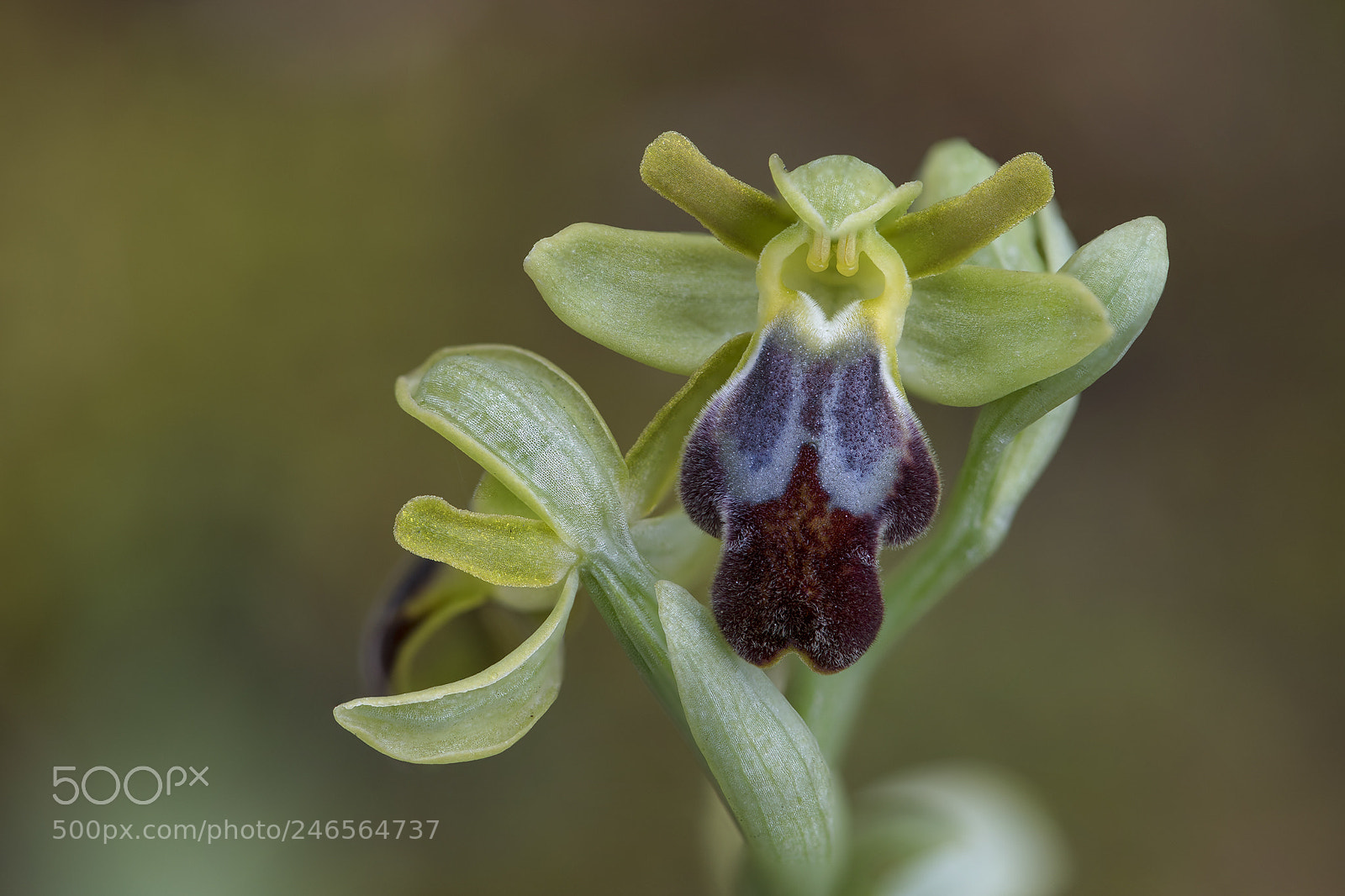 Nikon D850 sample photo. Orquídea silvestre photography