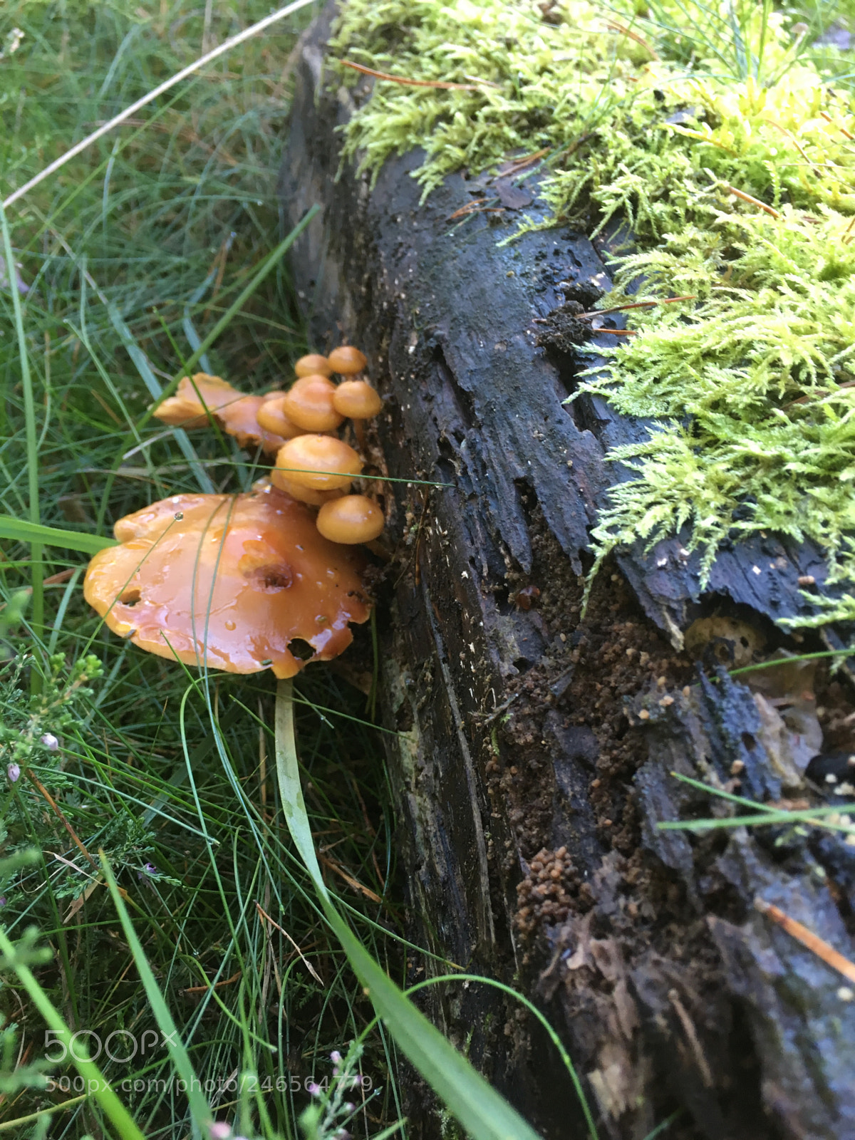 Apple iPhone SE sample photo. Untitled photography