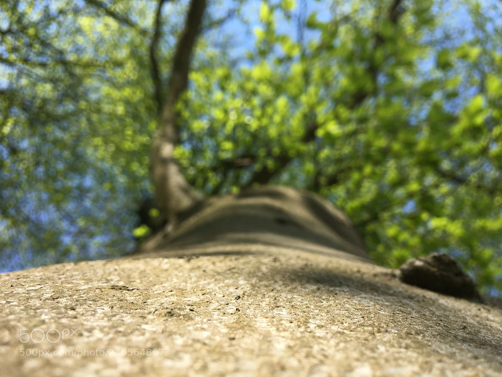 Apple iPhone SE sample photo. Untitled photography