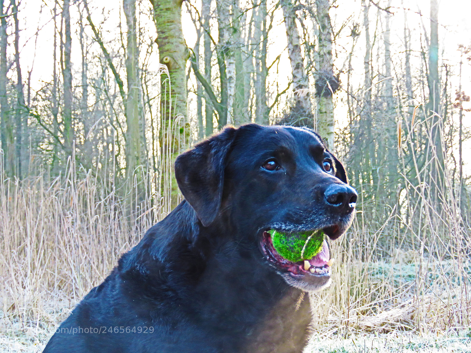 Canon PowerShot SX60 HS sample photo. Who's a good boy photography