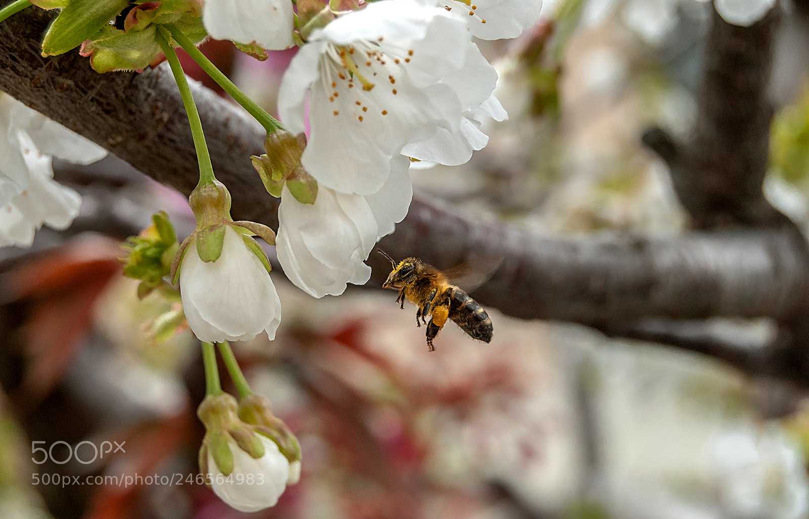 Nikon D3000 sample photo. Honey bee photography