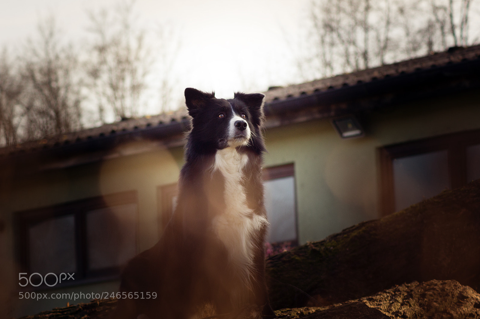 Canon EOS 550D (EOS Rebel T2i / EOS Kiss X4) sample photo. Australian shepherd demon photography