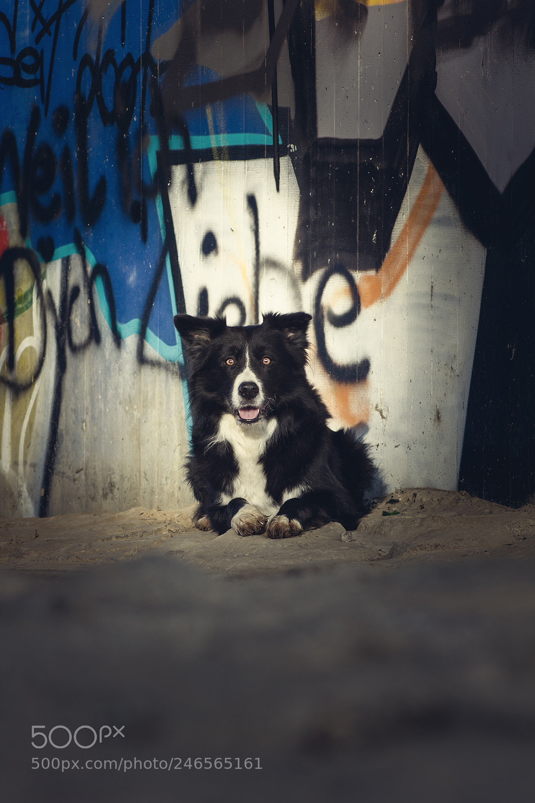 Canon EOS 550D (EOS Rebel T2i / EOS Kiss X4) sample photo. Australian shepherd demon photography