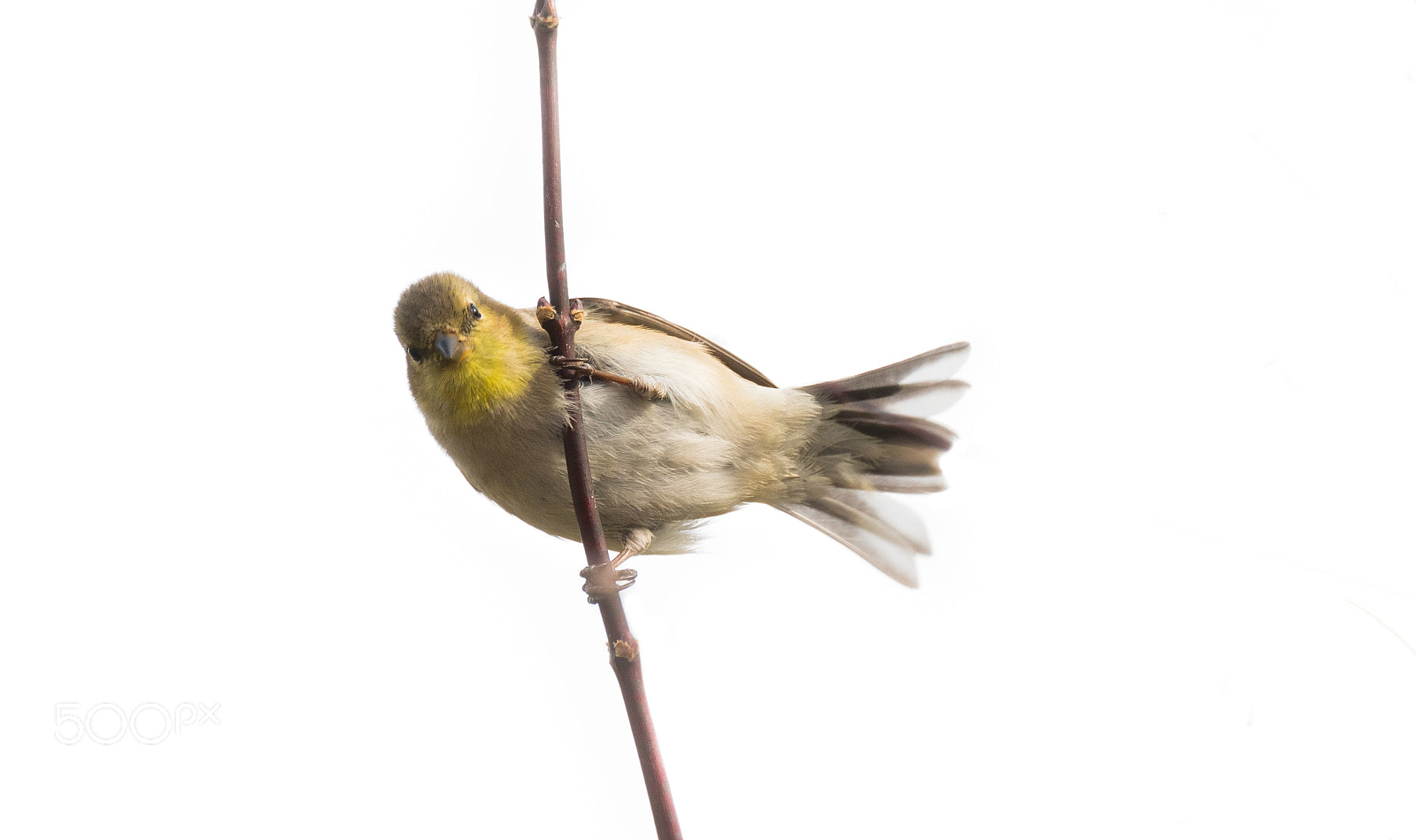 Nikon D850 sample photo. Happygoldfinch photography