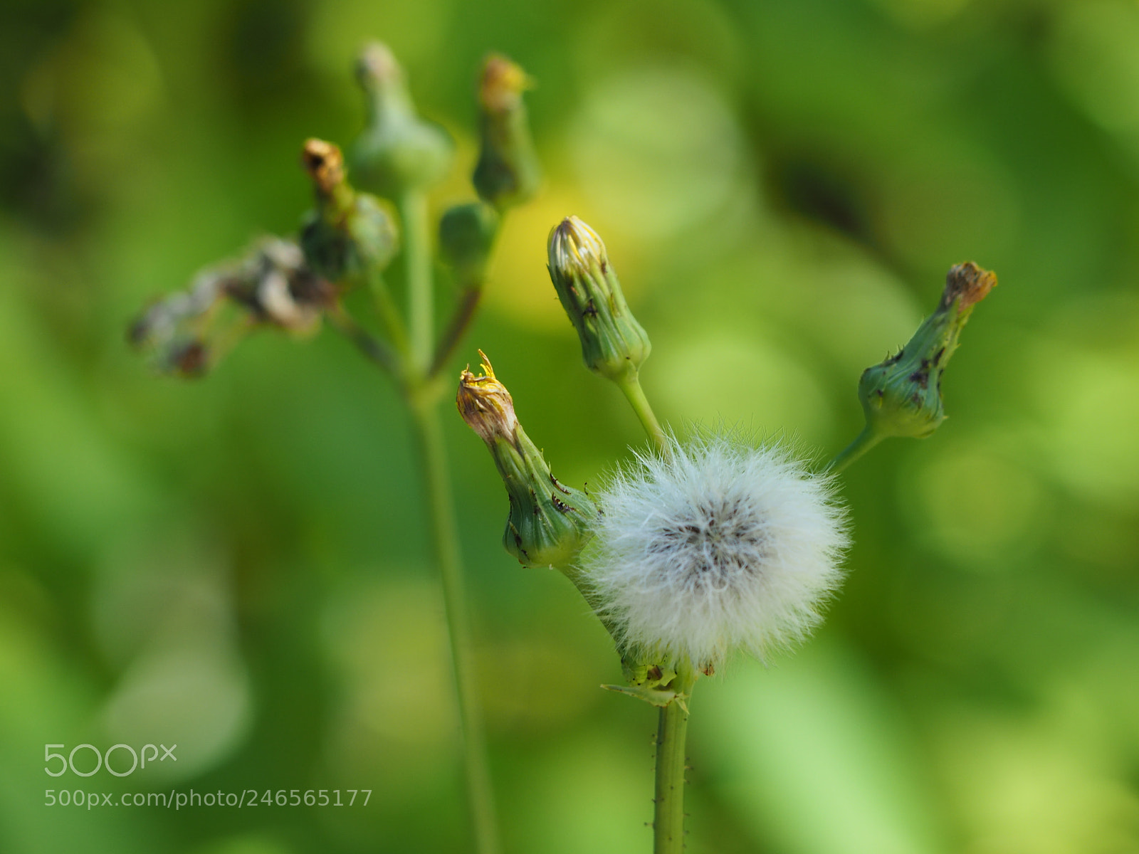 Olympus OM-D E-M10 II sample photo. Lonely dandelion photography