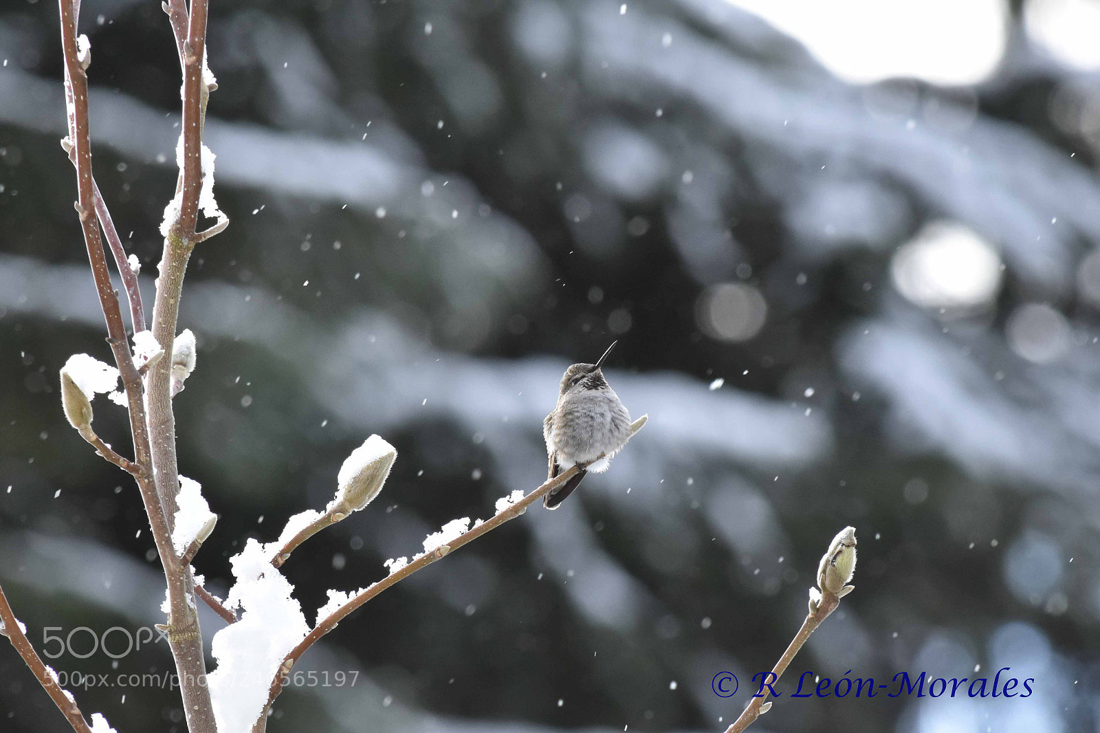 Nikon D7200 sample photo. Anna's hummingbird after snow photography