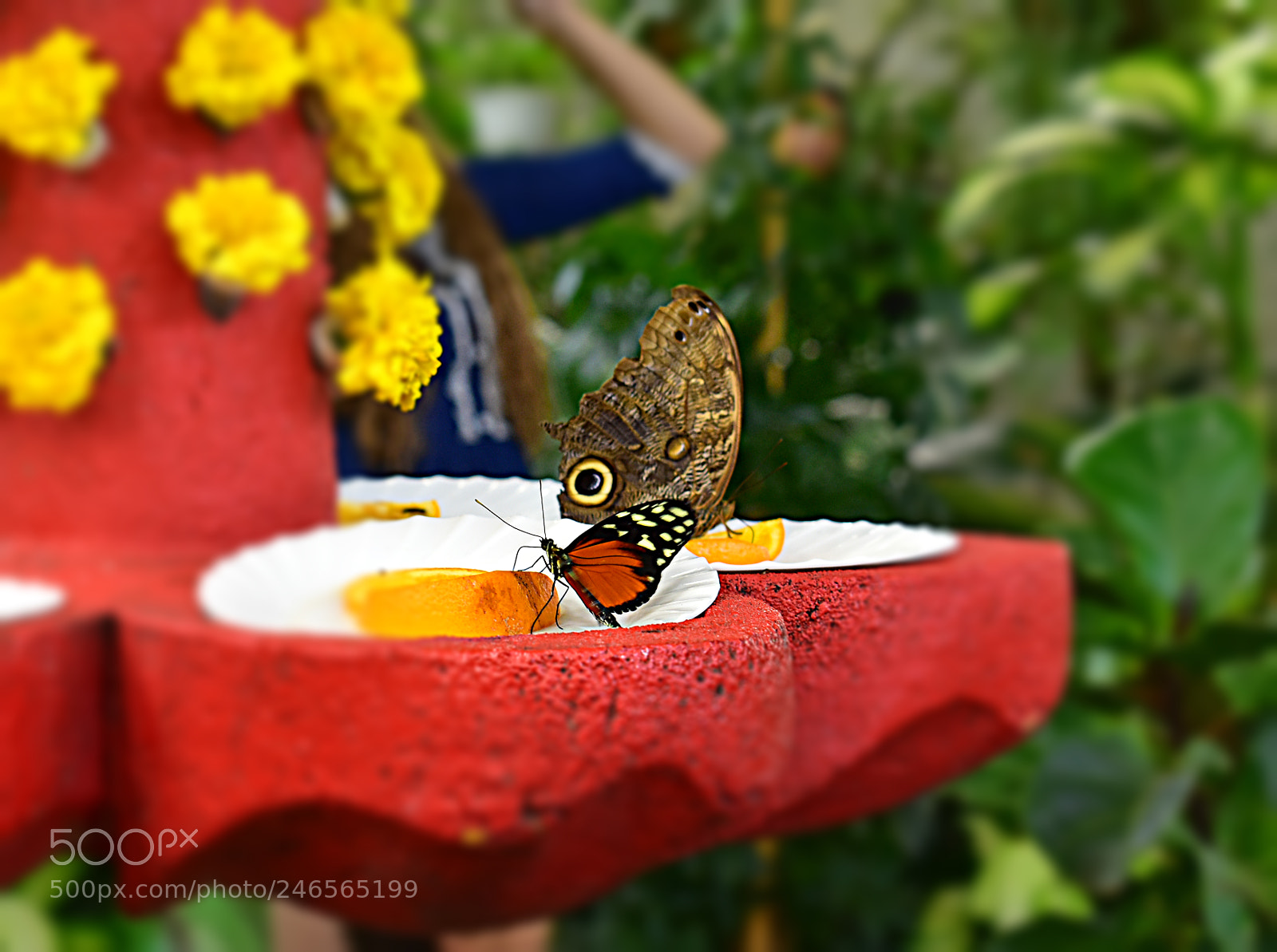 Nikon D5600 sample photo. Бабочки photography