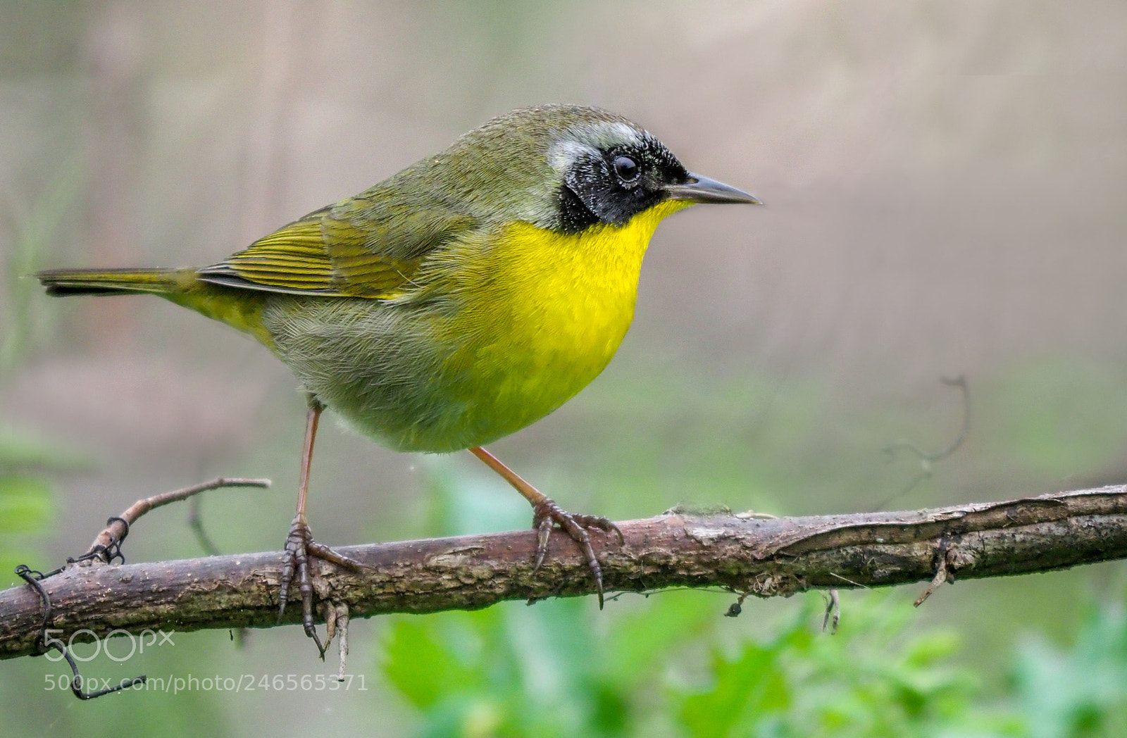 Olympus OM-D E-M1 Mark II sample photo. Yellowthroat bird photography