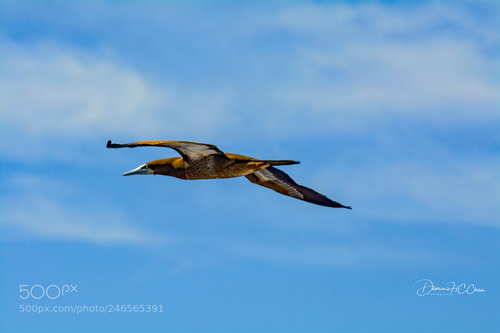 Nikon D7100 sample photo. Tern photography