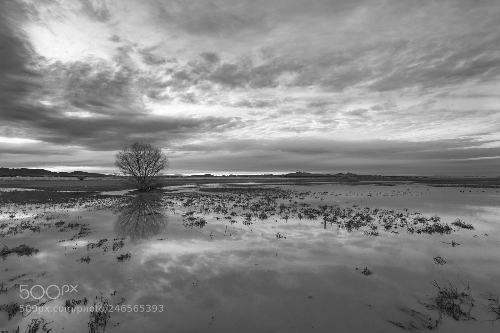 Sony a7R III sample photo. Whitewater draw wildlife area photography