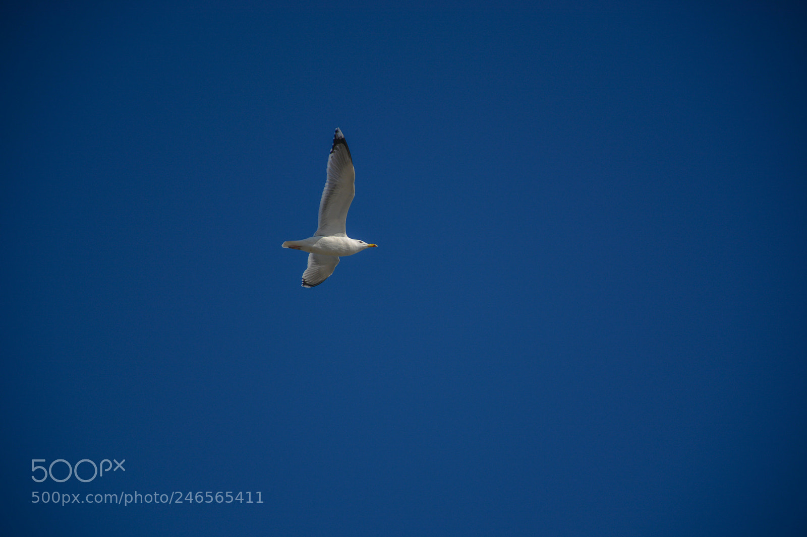 Nikon D7100 sample photo. Untitled photography