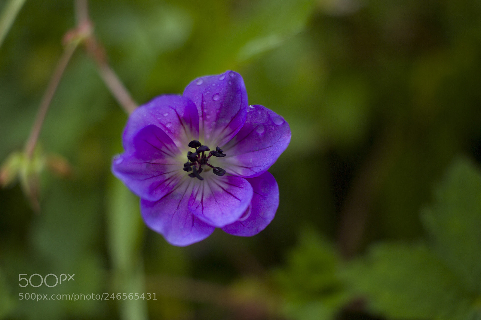 Canon EOS 600D (Rebel EOS T3i / EOS Kiss X5) sample photo. Delicate petals photography
