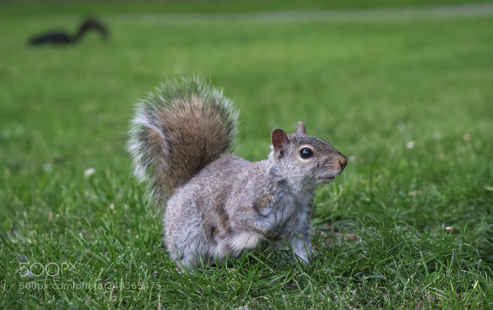 Sony a7R II sample photo. Squirrel photography