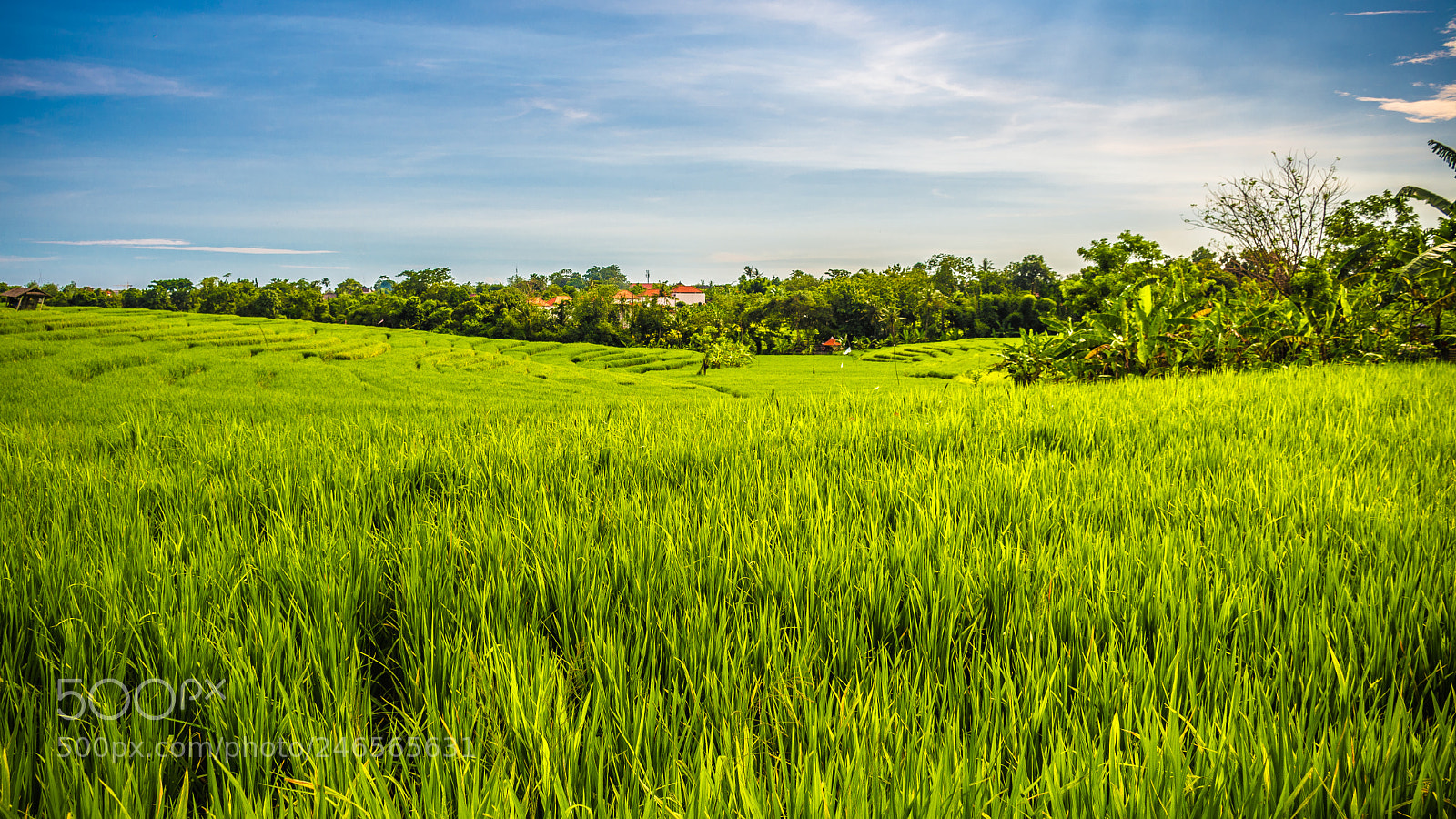 Nikon D7200 sample photo. Green photography