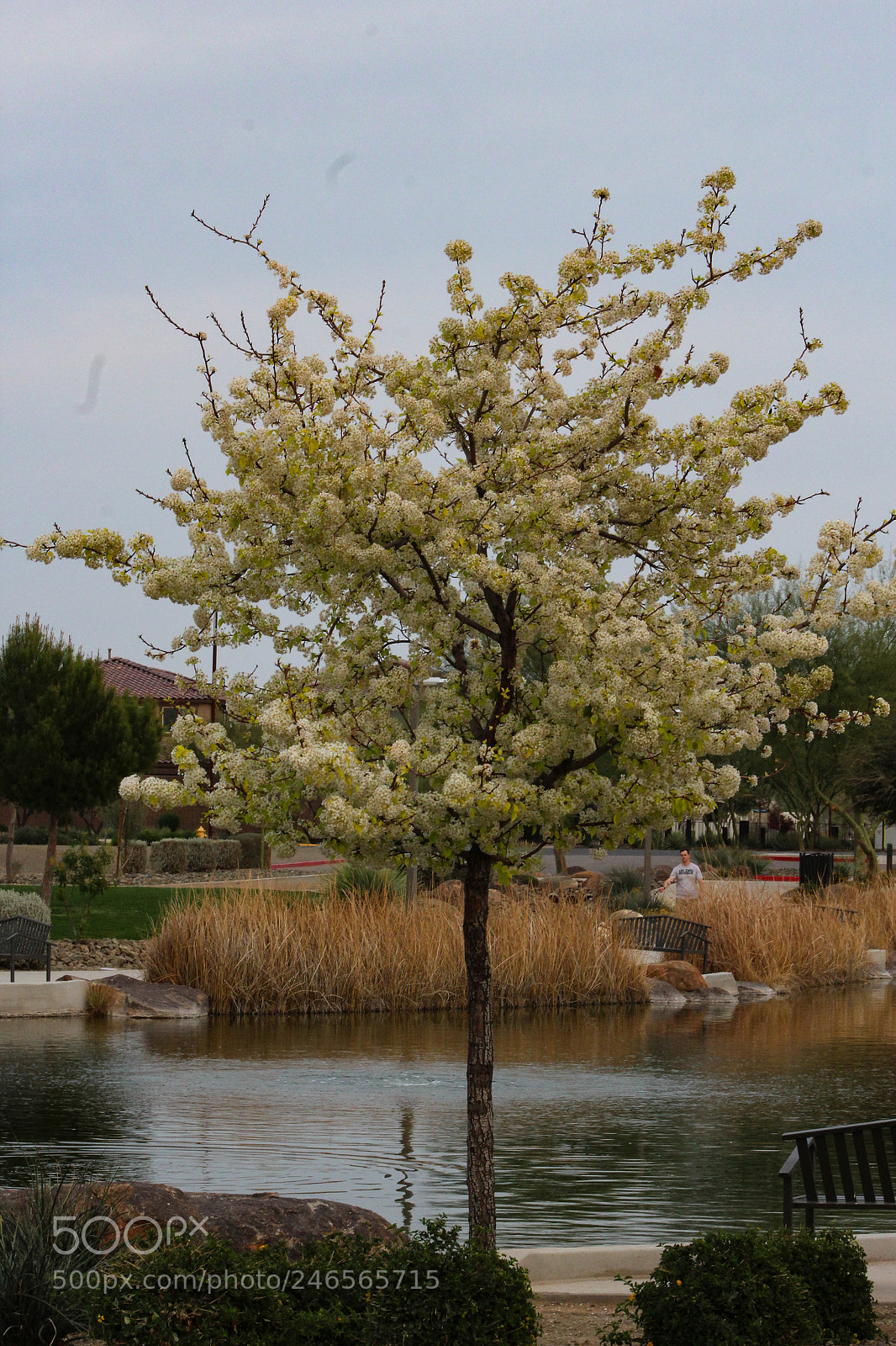 Canon EOS 1200D (EOS Rebel T5 / EOS Kiss X70 / EOS Hi) sample photo. Spring blossoms photography