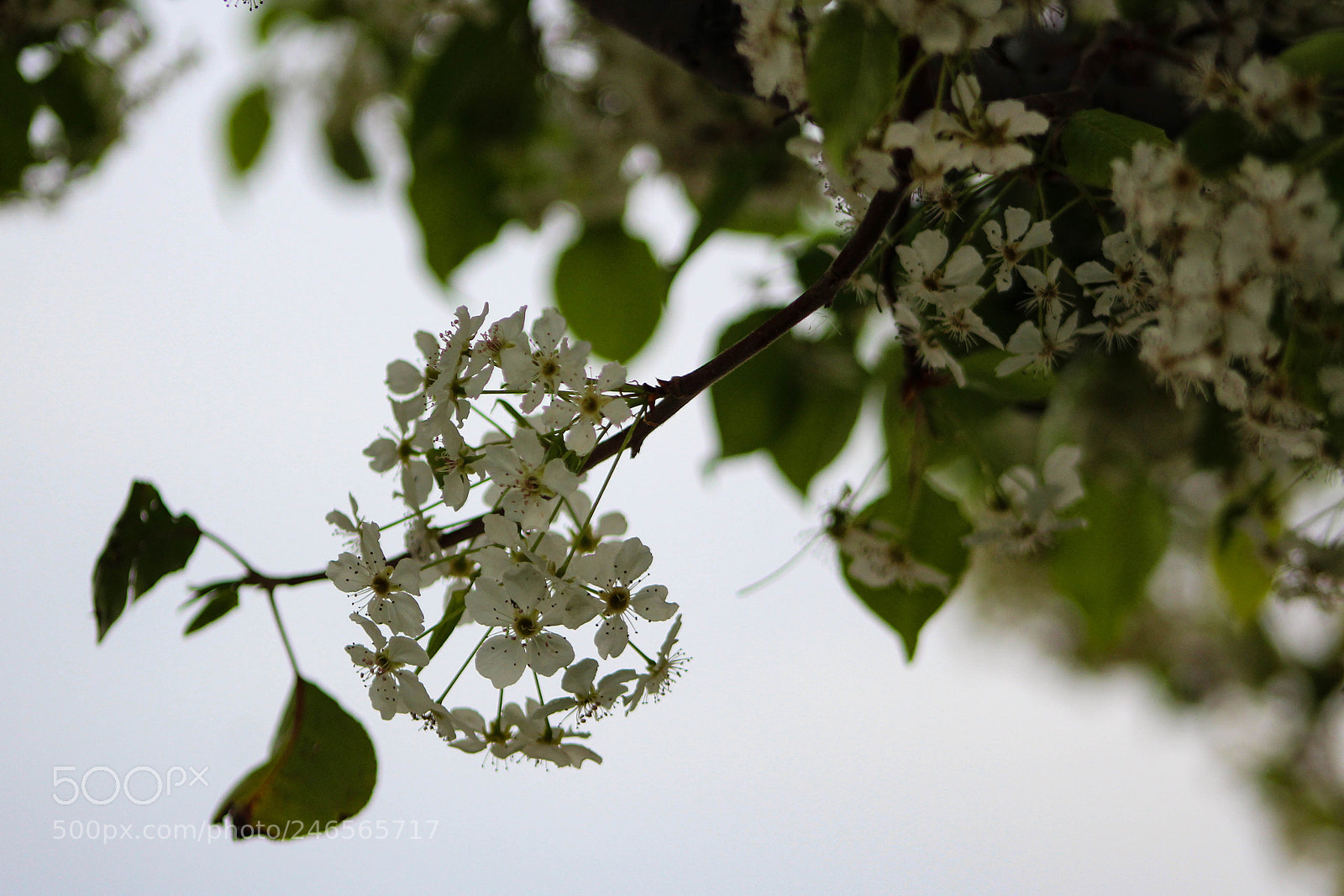 Canon EOS 1200D (EOS Rebel T5 / EOS Kiss X70 / EOS Hi) sample photo. Spring blossoms photography