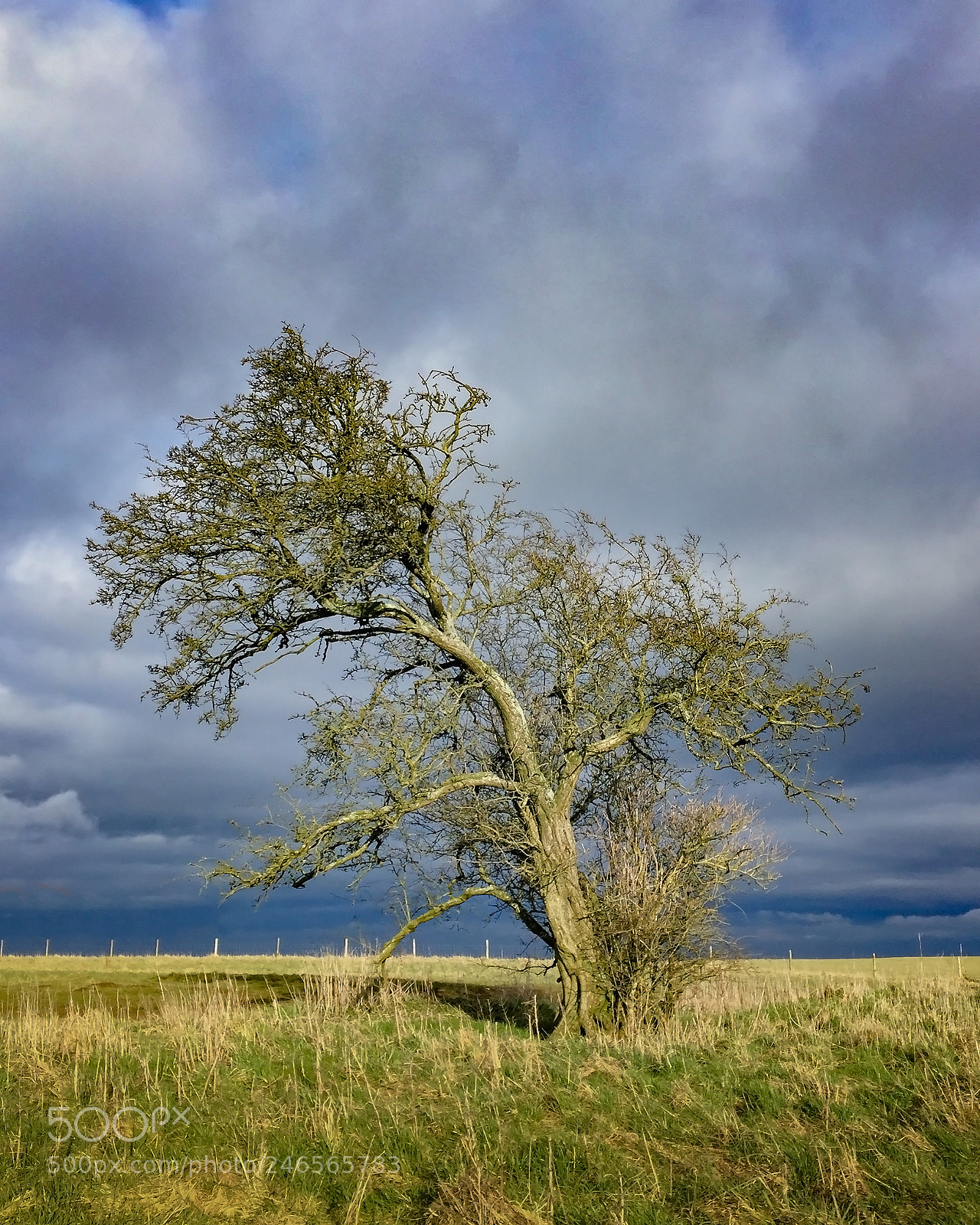 Apple iPhone 6 sample photo. The tree photography
