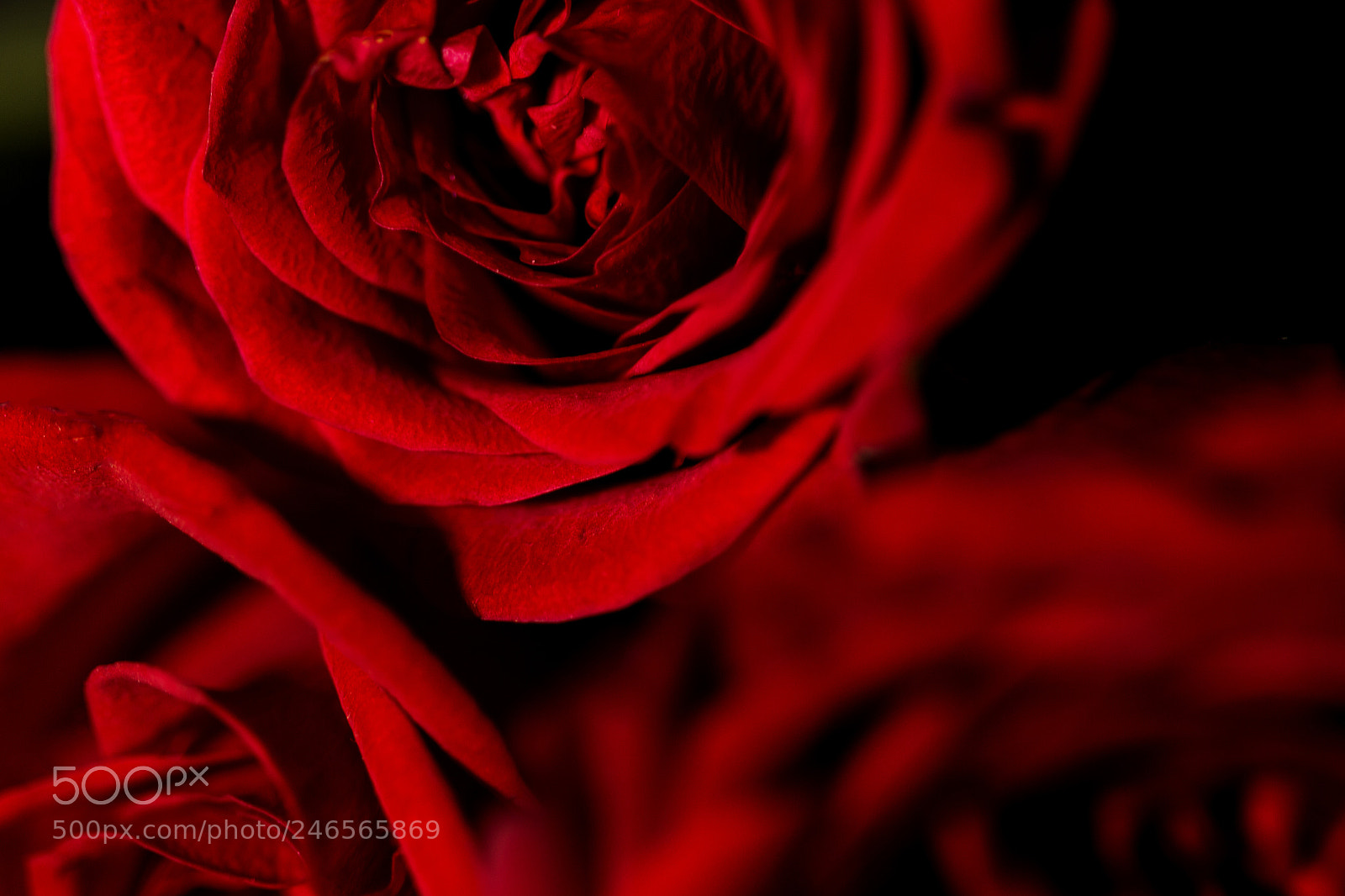 Canon EOS 700D (EOS Rebel T5i / EOS Kiss X7i) sample photo. Roses photography