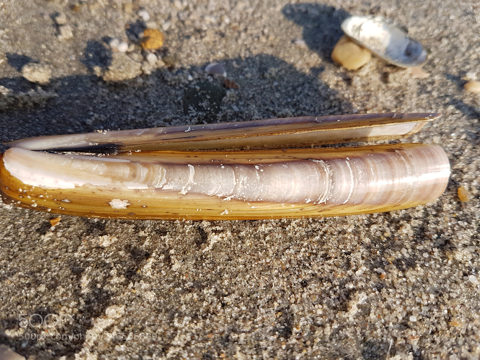 Samsung Galaxy S7 sample photo. Shell photography