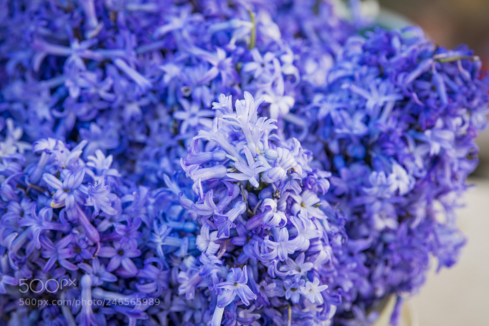 Nikon D850 sample photo. Flower purple photography