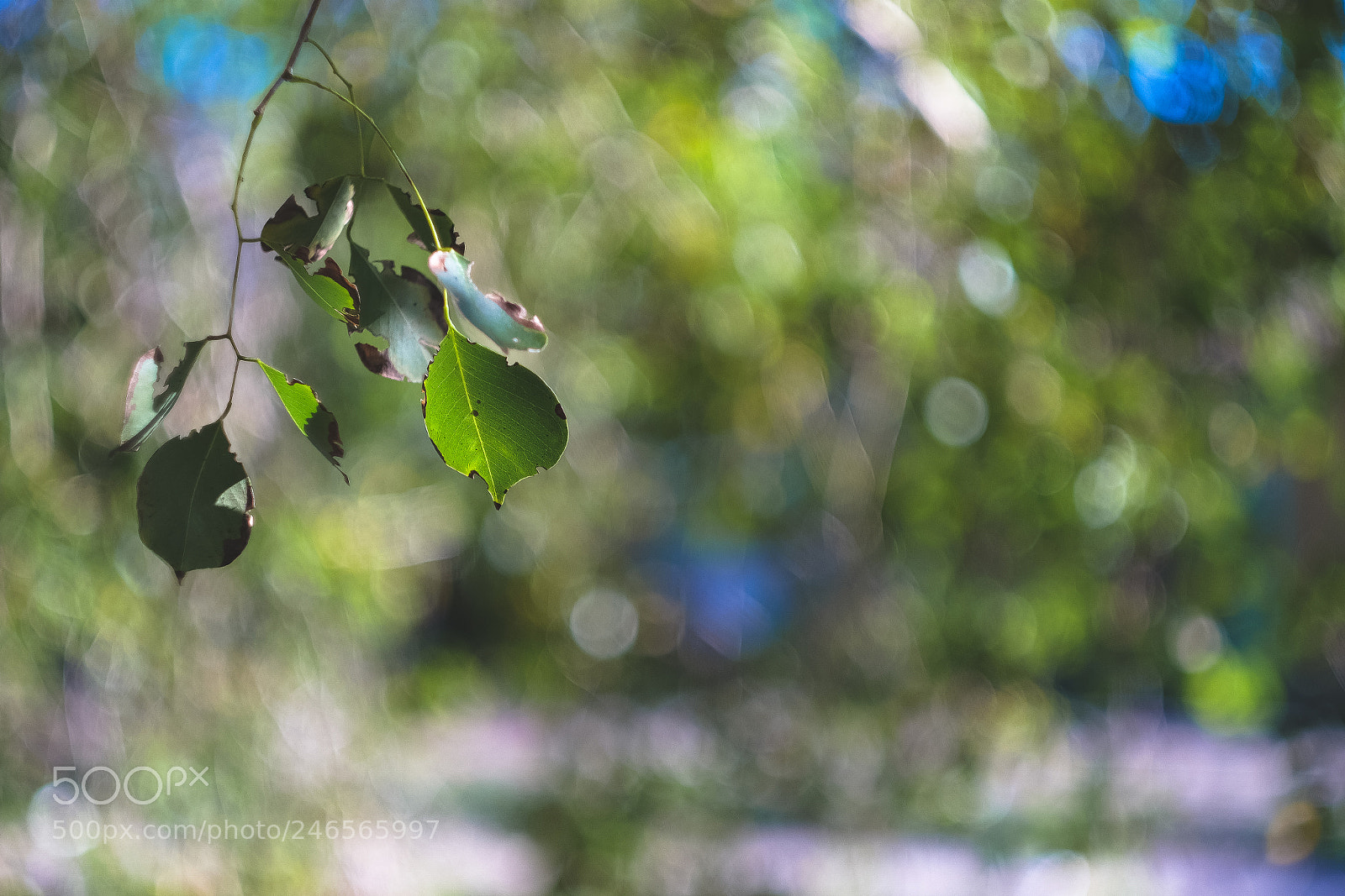 Fujifilm X-T10 sample photo. It's almost spring photography