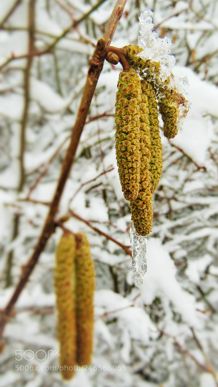Canon PowerShot SX50 HS sample photo. Hazelnut flowers in winter () photography