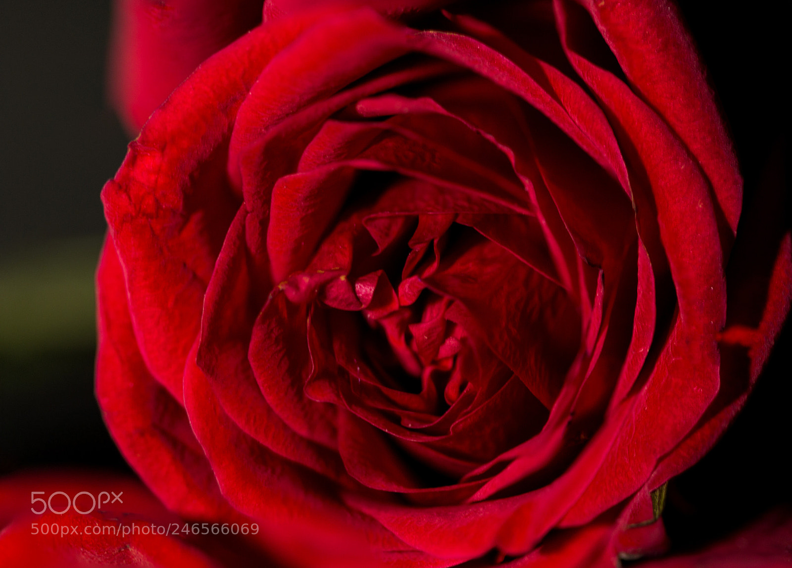 Canon EOS 700D (EOS Rebel T5i / EOS Kiss X7i) sample photo. Valentines roses photography