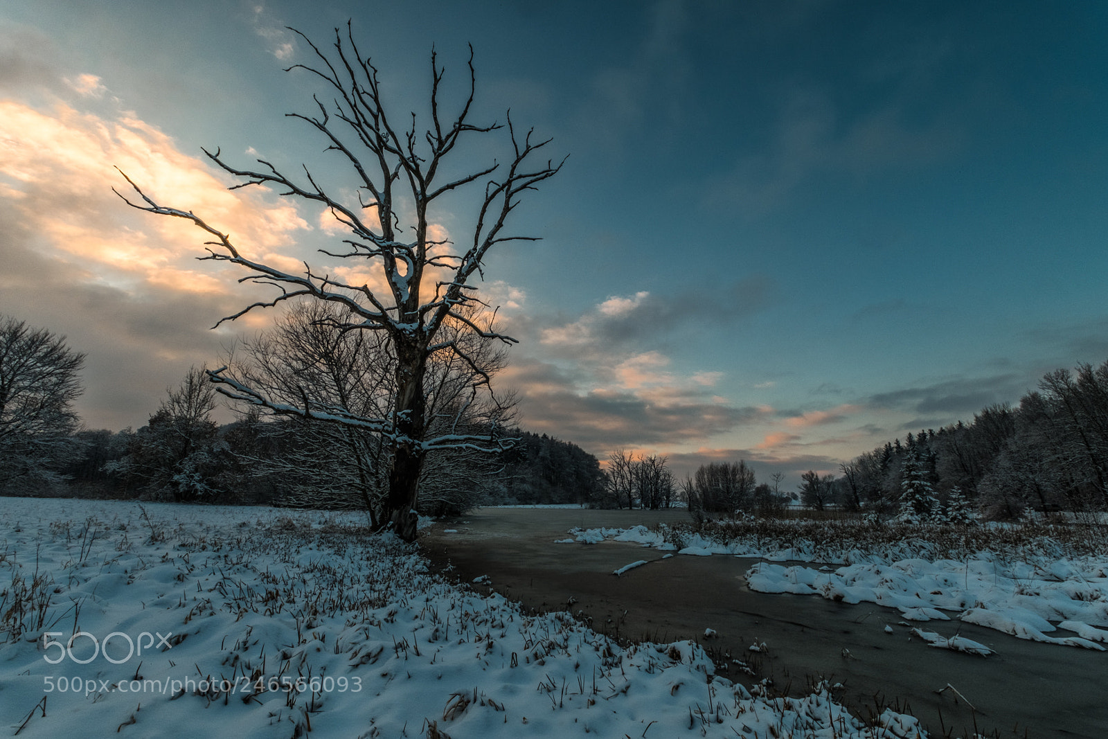 Fujifilm X-T2 sample photo. The old tree photography
