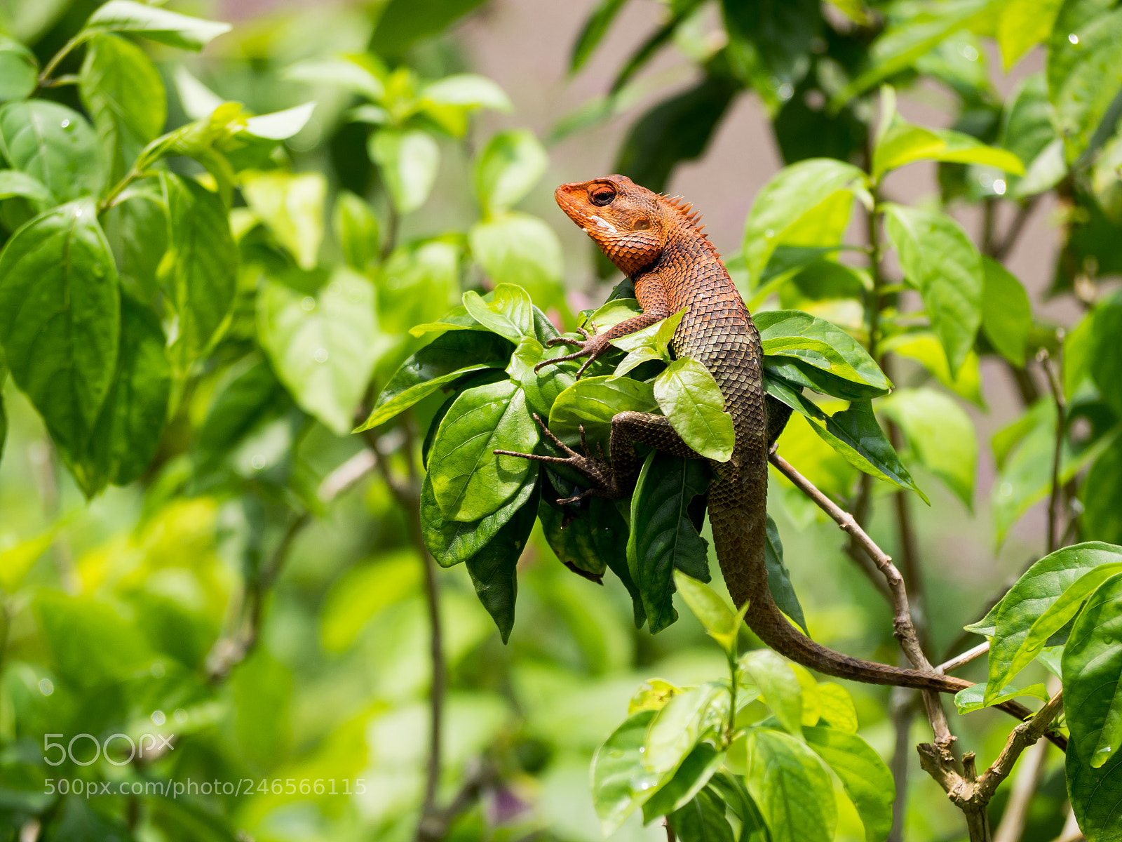 Olympus OM-D E-M10 II sample photo. Lizard photography