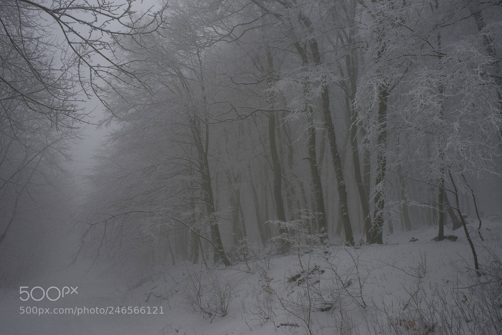 Sony a7 sample photo. Winter as in the photography