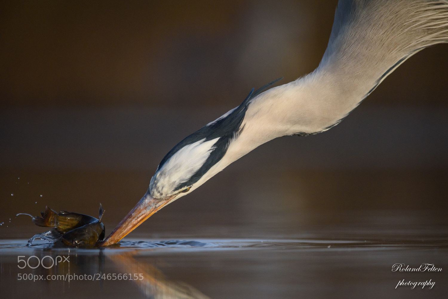 Nikon D810 sample photo. Fishing photography