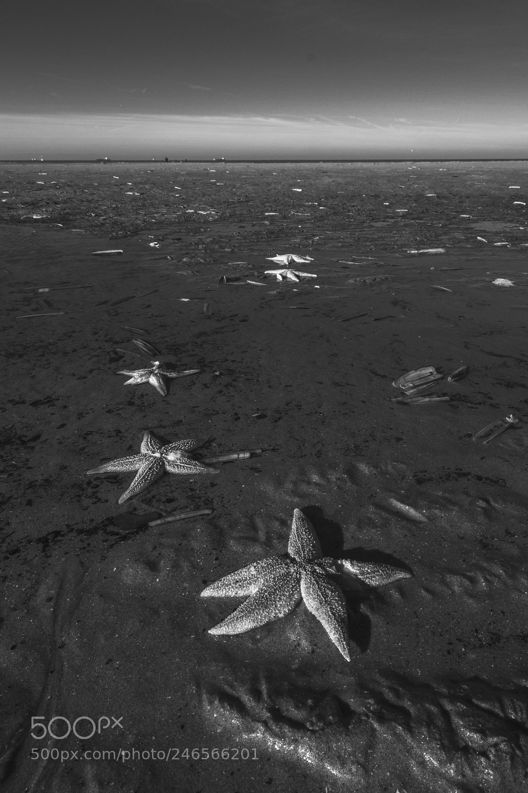 Canon EOS 7D sample photo. A starfish's demise photography