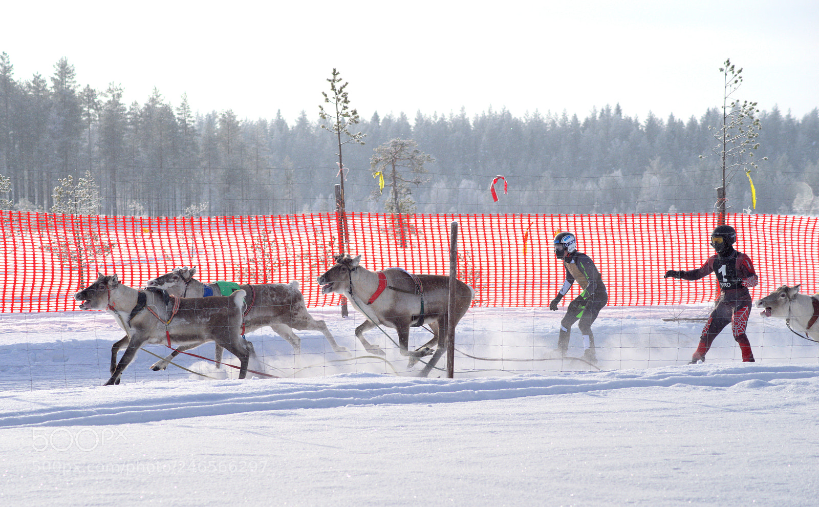 Pentax K-1 sample photo. Reindeer racing (2) photography