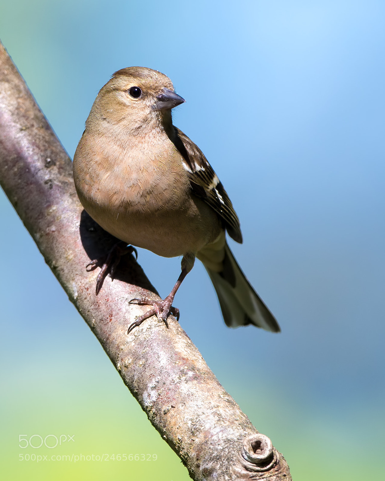 Nikon D800E sample photo. Female common chaffinch photography