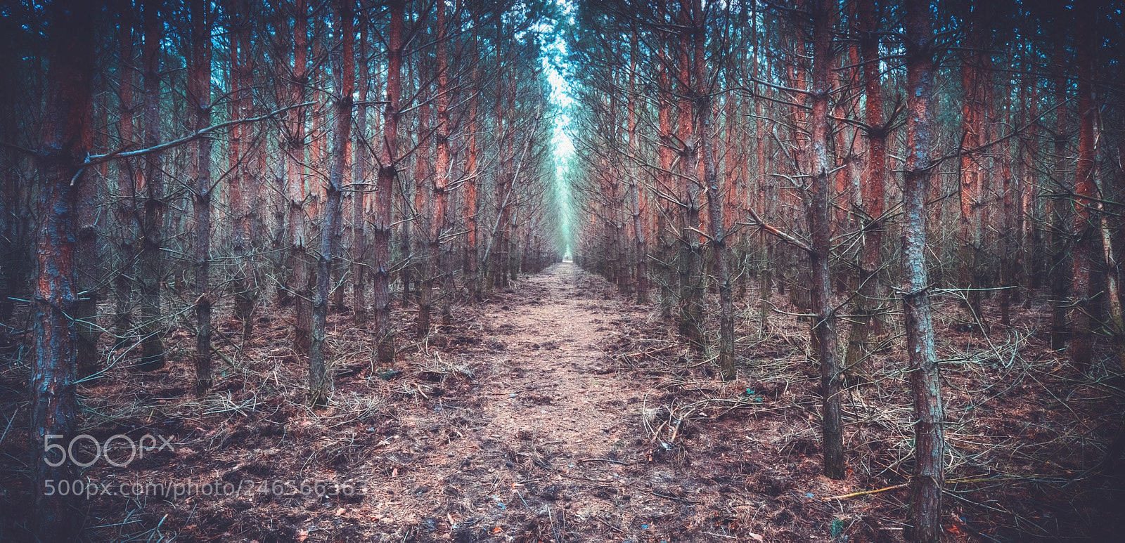 Pentax K-1 sample photo. Forest path photography