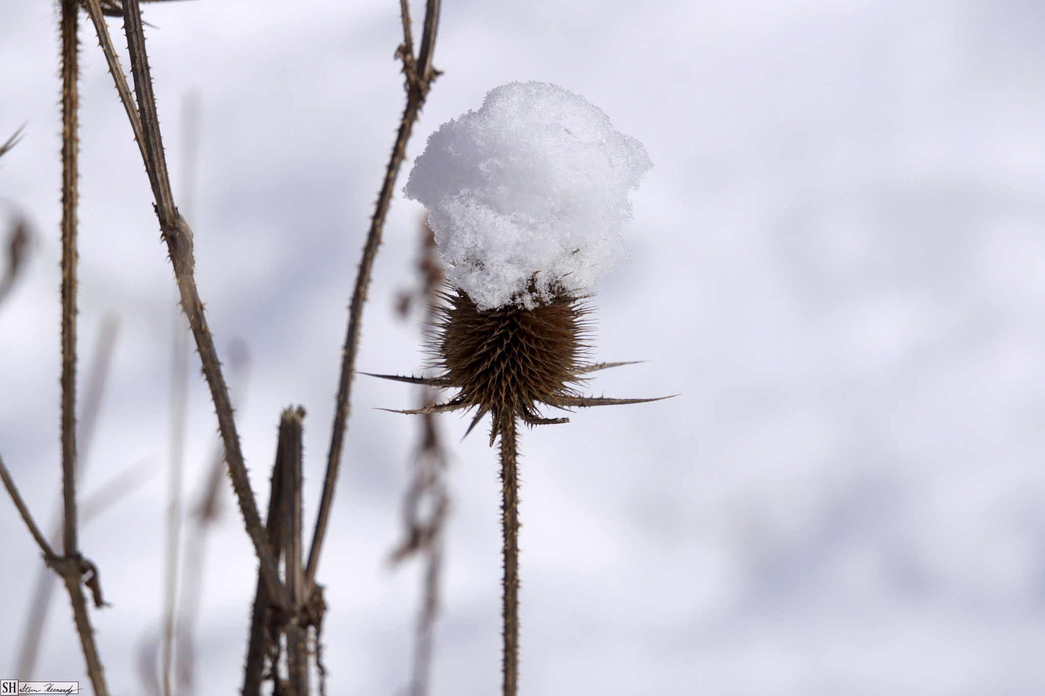 Sony FE 24-240mm F3.5-6.3 OSS sample photo. () photography