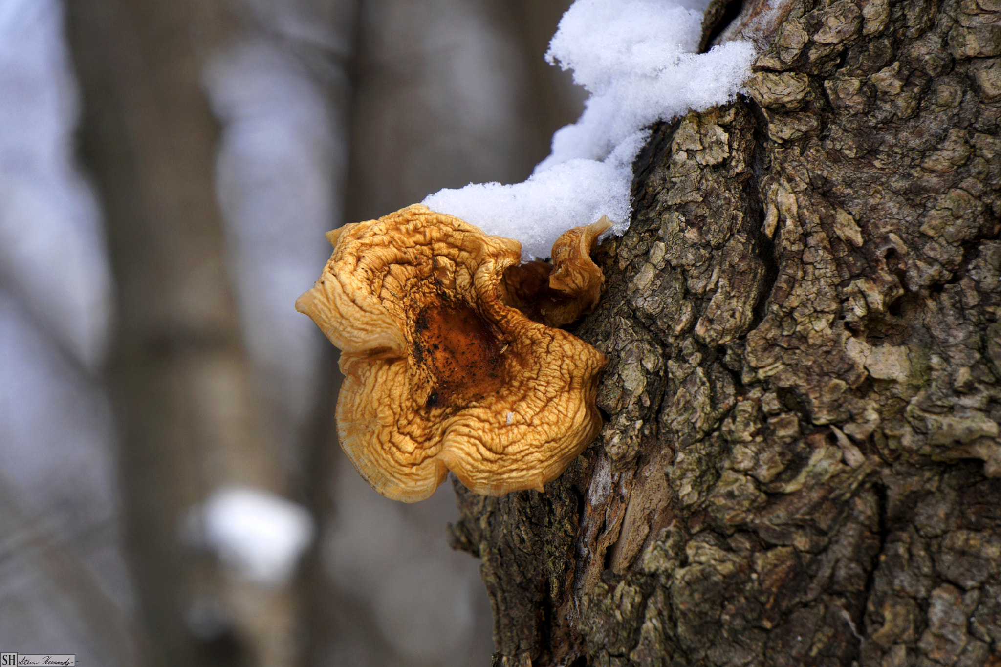Sony E 55-210mm F4.5-6.3 OSS sample photo. () photography