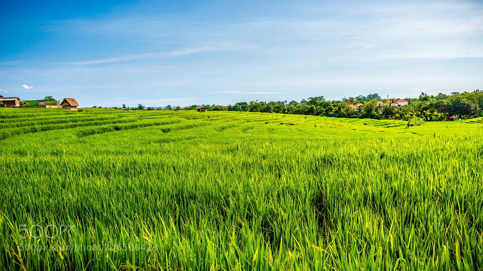 Nikon D7200 sample photo. Green ii photography
