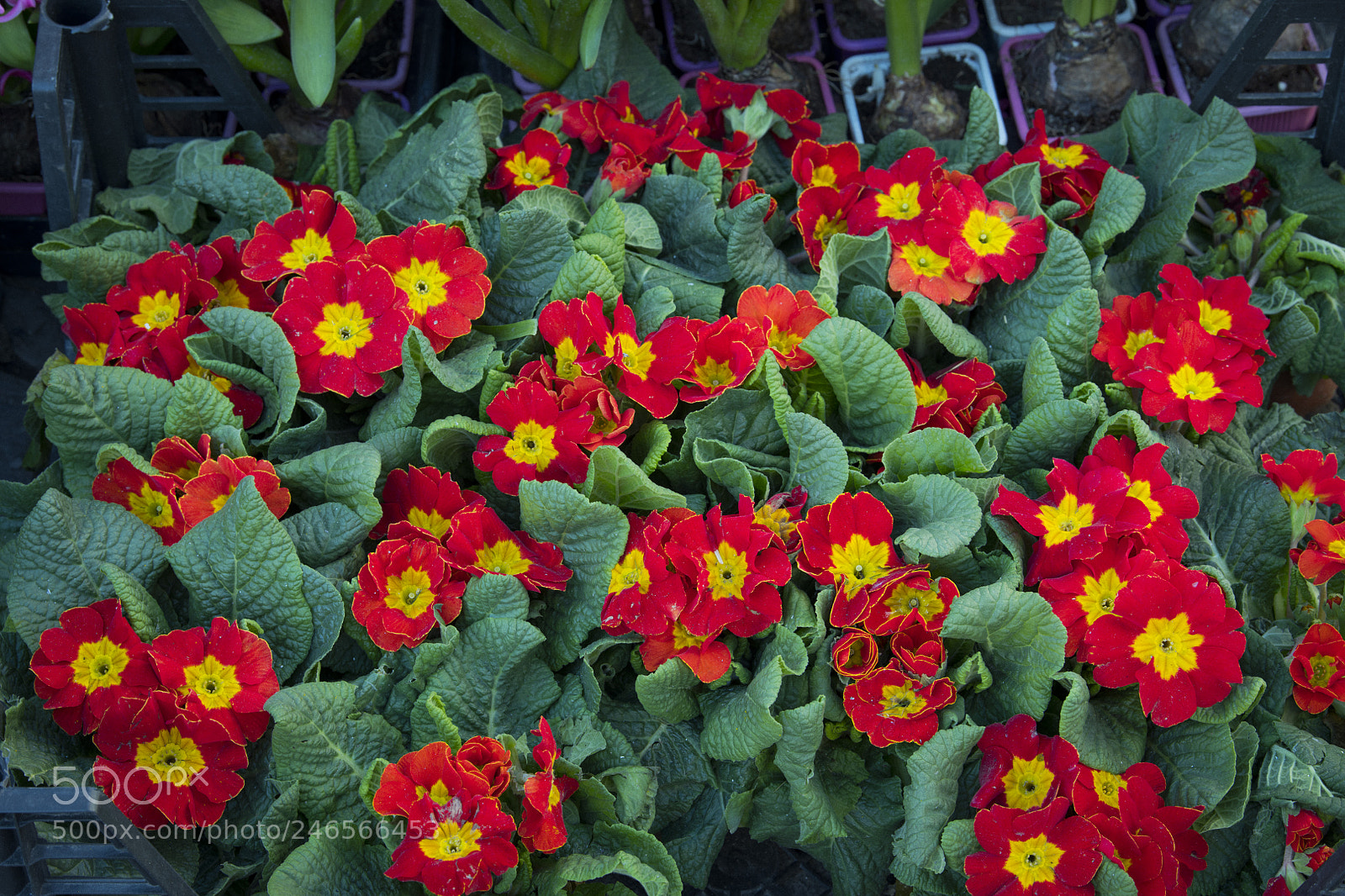 Nikon D850 sample photo. Flower red yellow photography