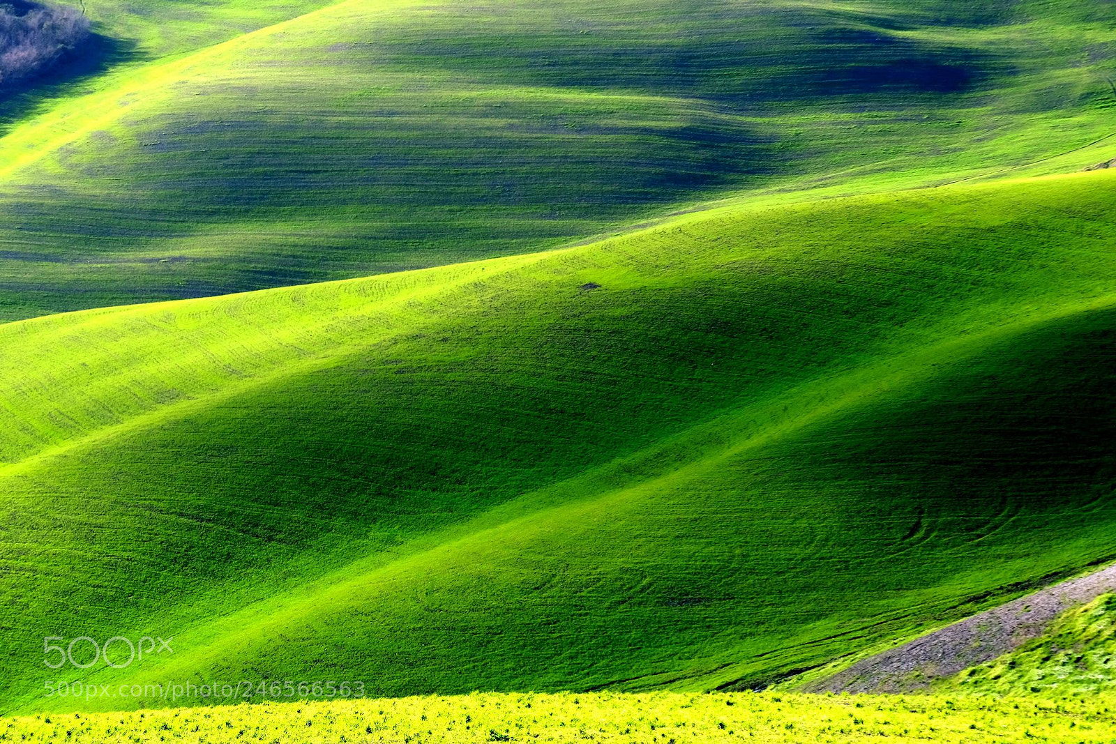 Fujifilm X-M1 sample photo. Wheat fields near volterra photography