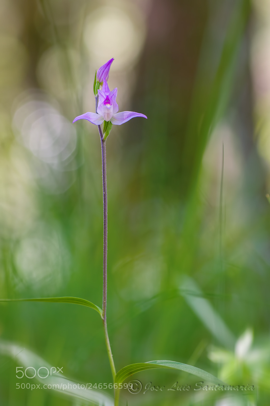 Nikon D300S sample photo. Cephalanthera rubra photography