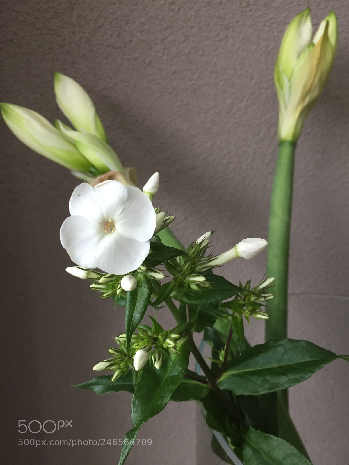 Apple iPhone 6 sample photo. White flower photography