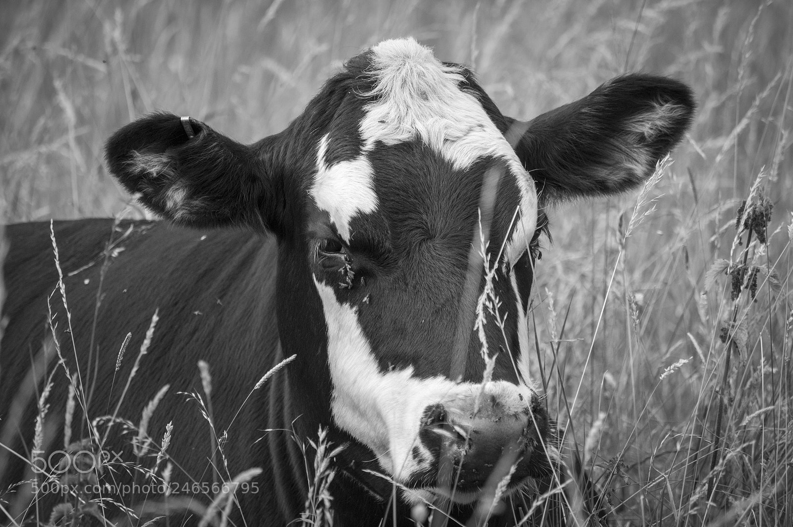 Nikon D3200 sample photo. In the meadow photography