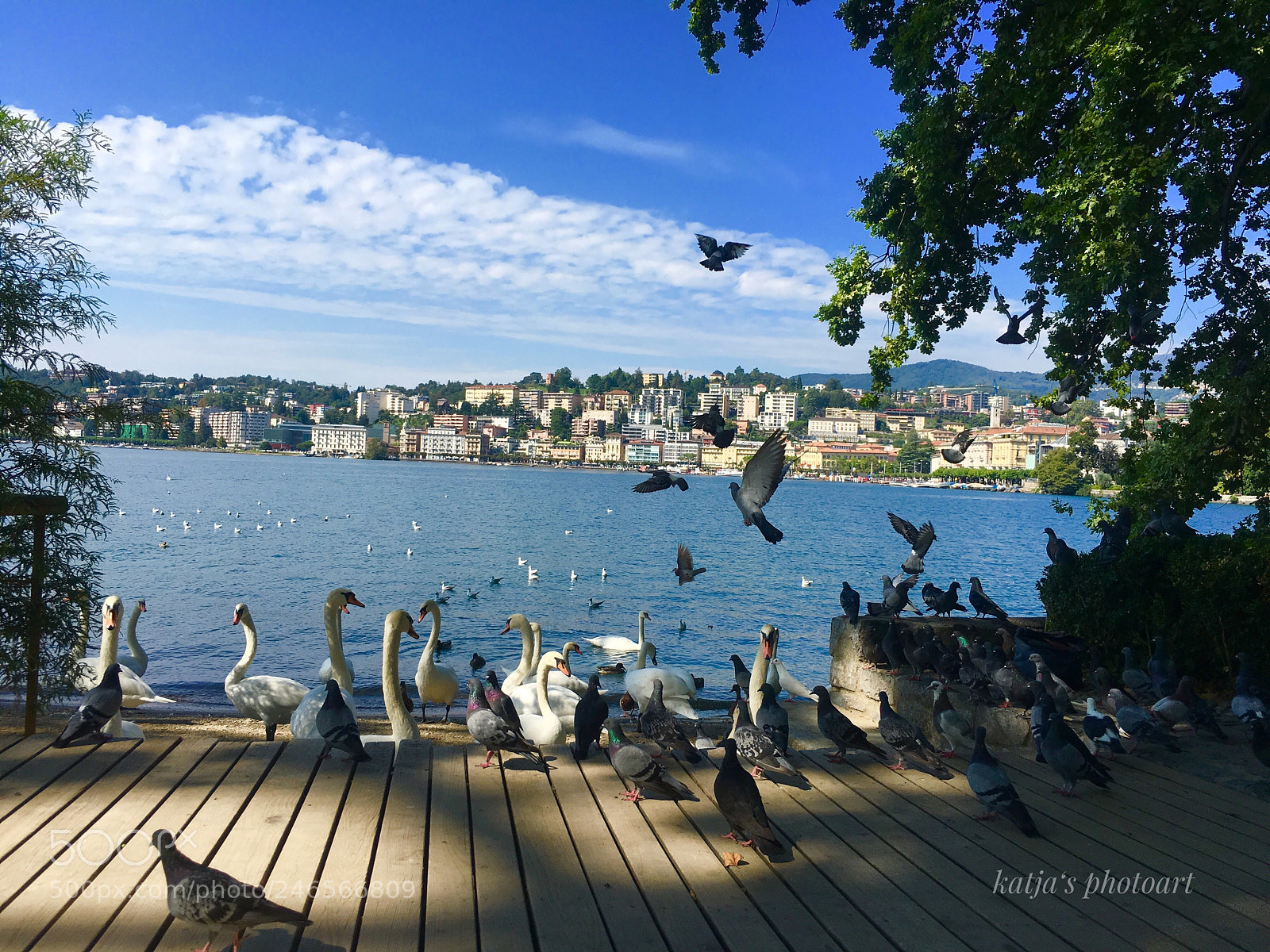 Apple iPhone 6s Plus sample photo. Birdparty photography