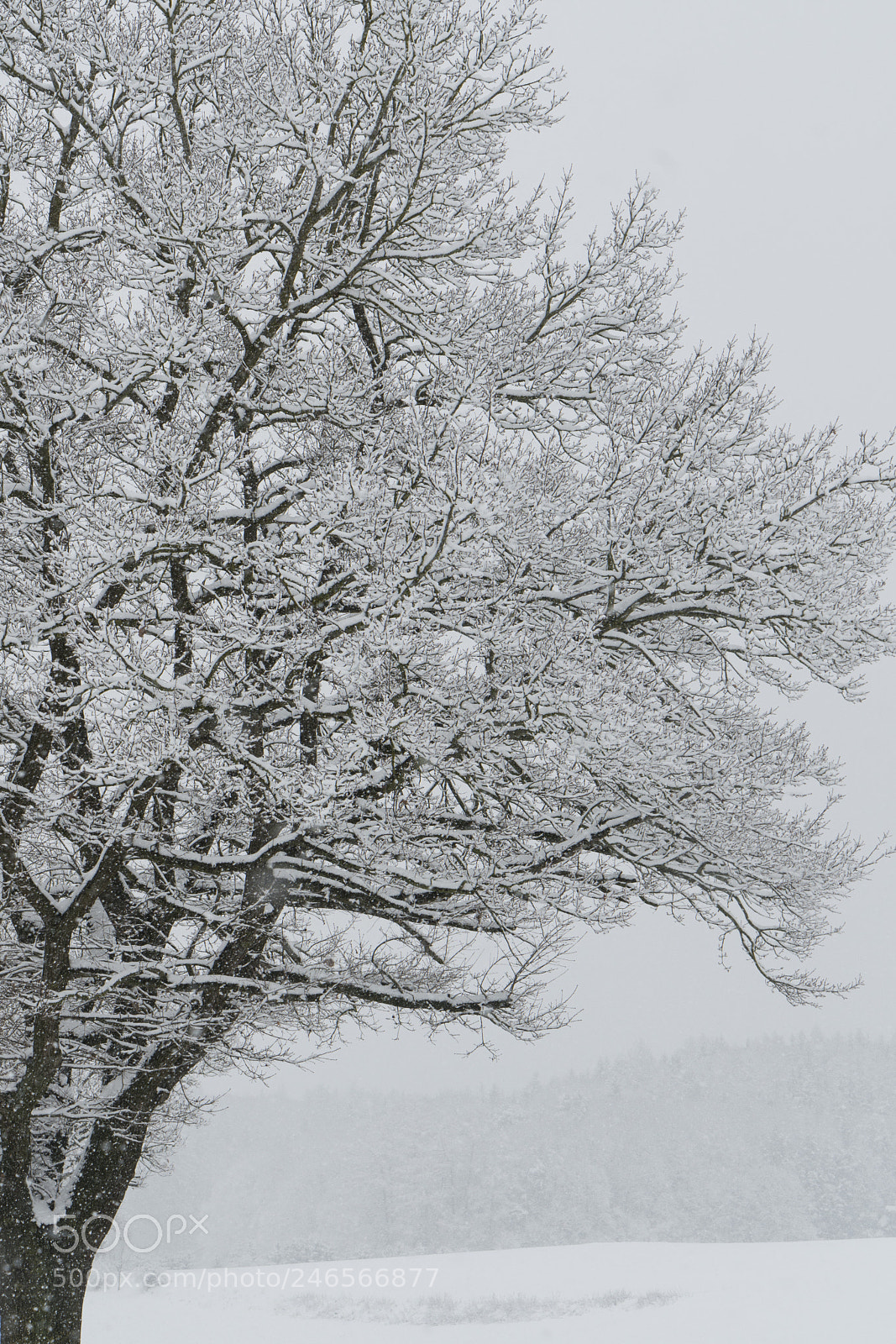 Sony a7R II sample photo. Ehrwald austria photography
