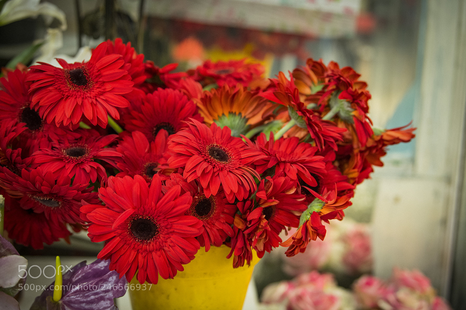 Nikon D850 sample photo. Flower red photography