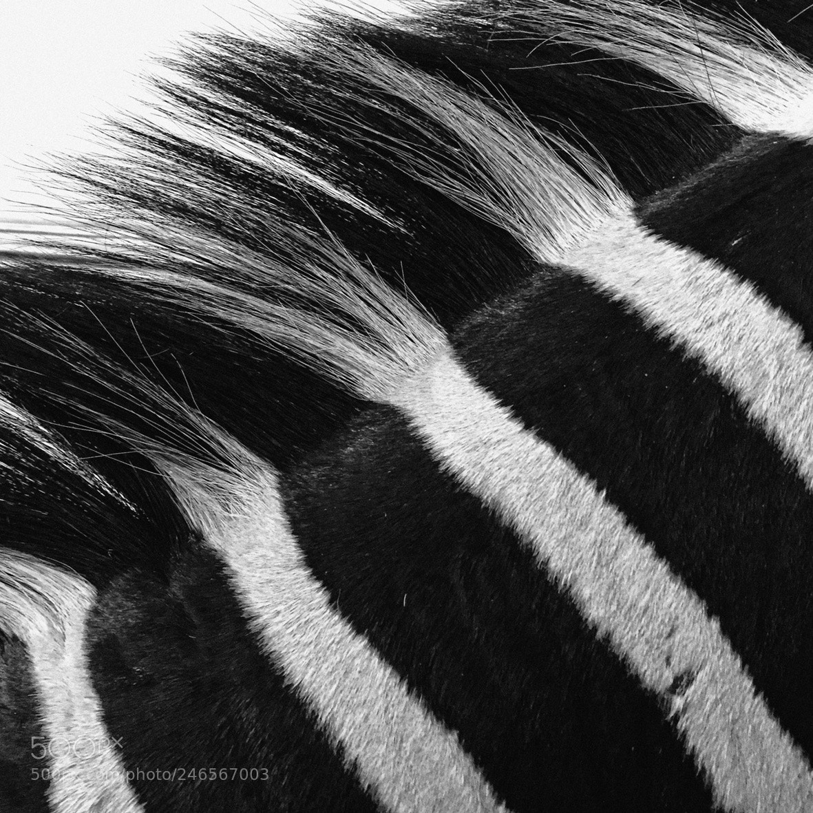 Apple iPhone 6 sample photo. Zebra. paris shop. photography